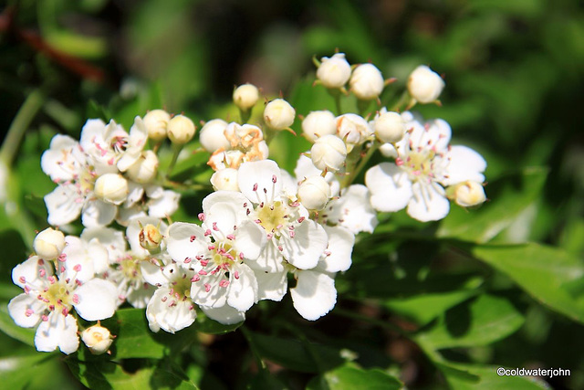 Hawthorn hedge in bloom