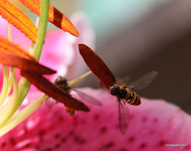 Hoverfly on lily 4928563991 o