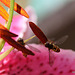 Hoverfly on lily 4928563991 o