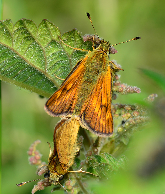 Skipper, ochlodes venatus