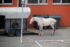 Train journey to London: Horse at a horse market at Mechelen, Belgium