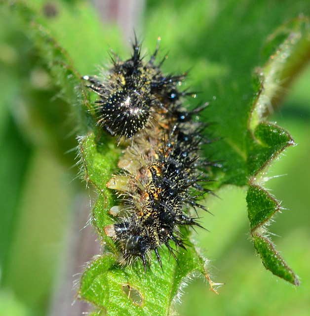 Caterpillar