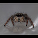 Sumo Spider!