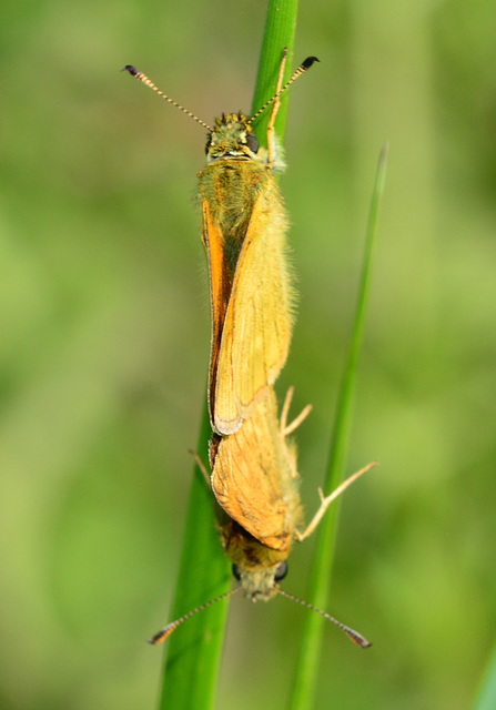 Skipper, ochlodes venatus