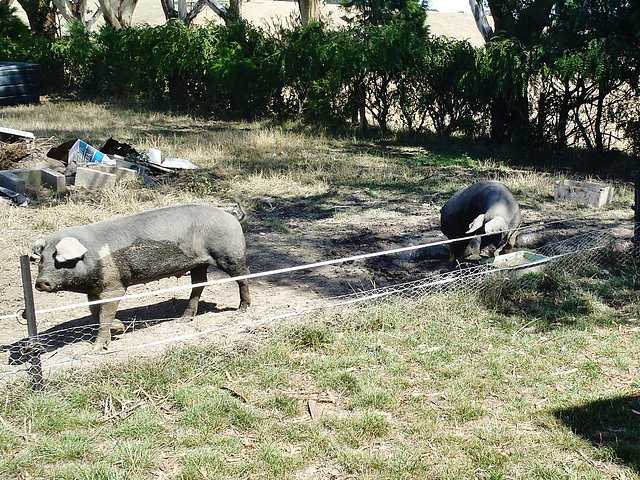 piggies in the wallow