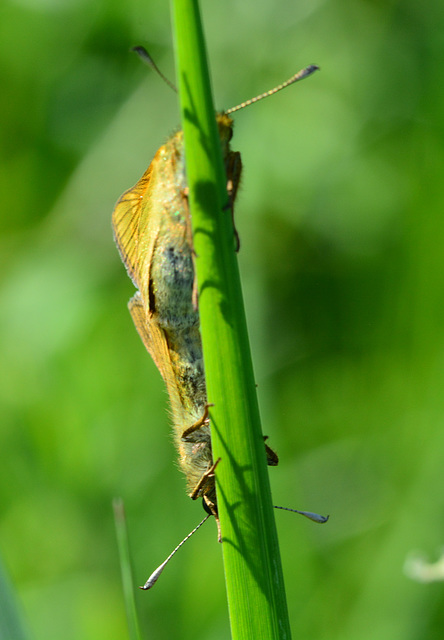 Skipper, ochlodes venatus