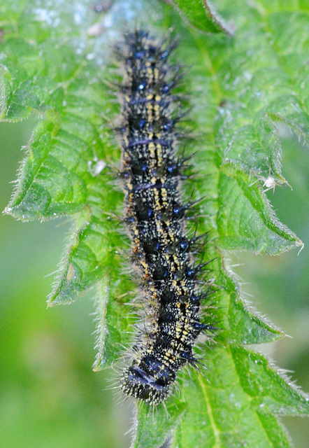 Caterpillar