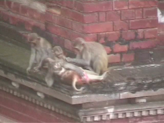 Varanasi - monkey group portrait