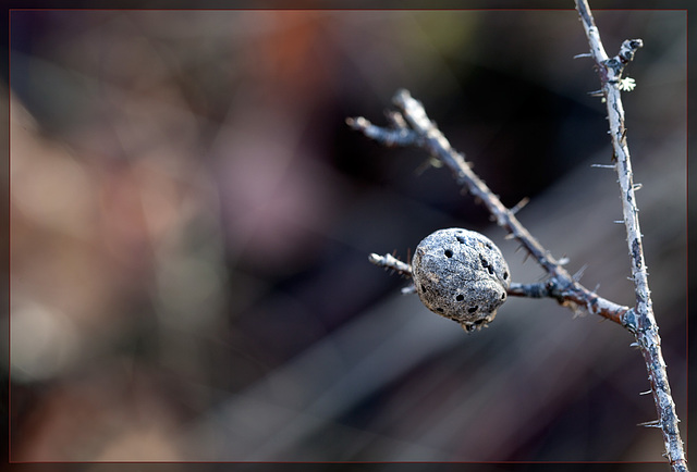 Dried Wasp Gall