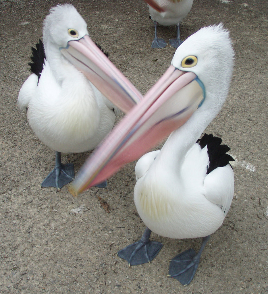 pelicans