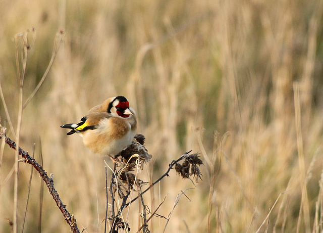 Goldfinch