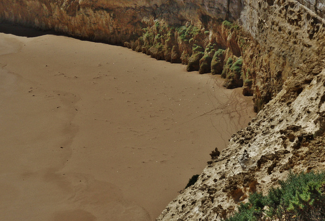 fairy penguin tracks in the sand