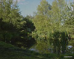 Midsummer foliage by the pond