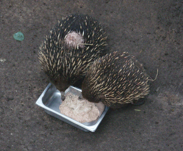 echidnas