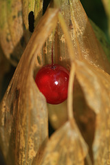 Autumn Fruit