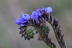 Lacy Scorpion Weed