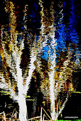 Inversed Reflections in the water 5131241697 o