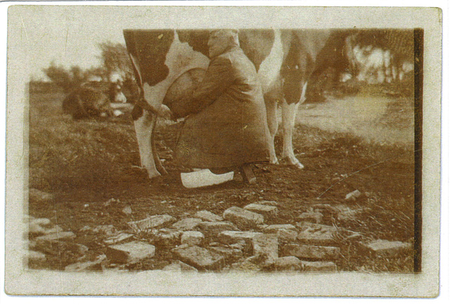 1930s or 1940s -  Huib van Veen milking