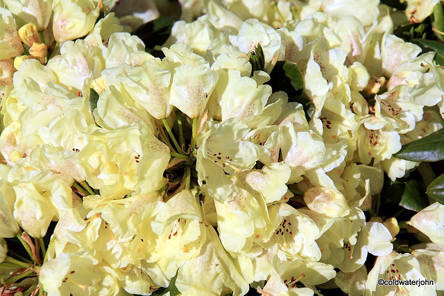 Rhododendron in bloom