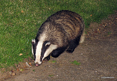 Badger Series