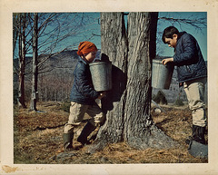 Peter and Brian Checking the Sap Buckets c1964