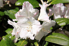 Rhododendrons in bloom