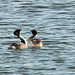 Great Crested Grebes Mating Dance