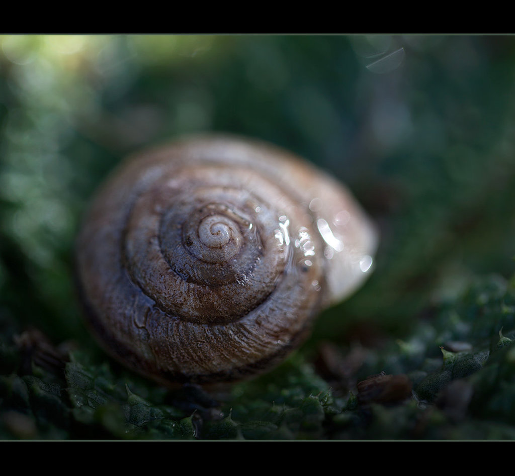 37/365: "The spiral in a snail's shell is the same mathematically as the spiral in the Milky Way galaxy, the spirals in our DNA, and this ratio is also found in very basic music that transcends cultures all over the world." ~ Joseph Levitt