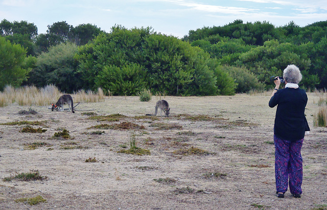 Doris and the roos