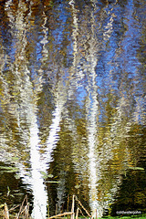 Water mirror - Inversed Reflections in the water 5131843336 o