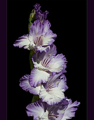 Lavender Gladiolus