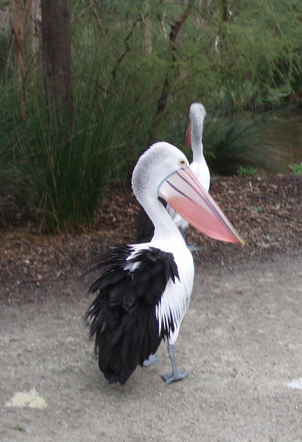 pelicans