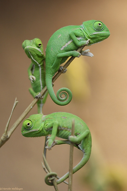 Babychamäleons (Wilhelma)