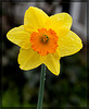 Droplet-Covered Daffodil (1 pic below)