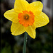 Droplet-Covered Daffodil (1 pic below)