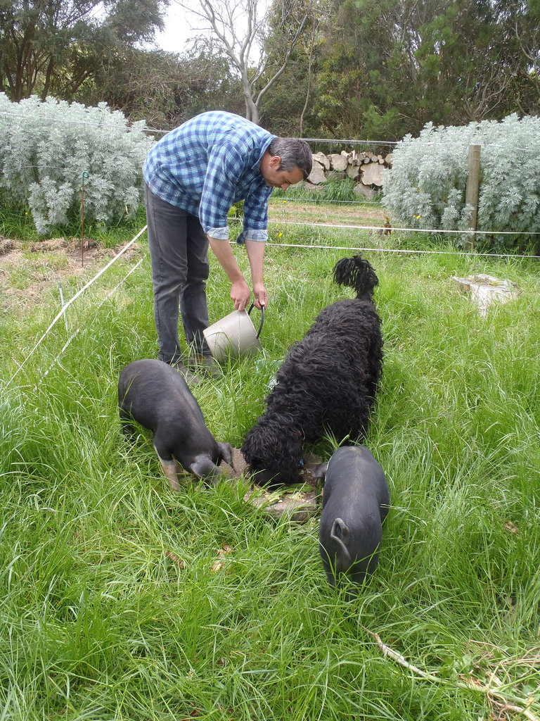 feeding time for the 3 piglets