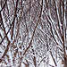 Hazel maze in snow 5269109464 o