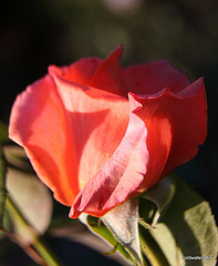 August Fruits and Flowers