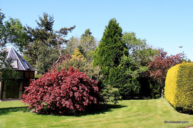 Canadian maple strutting its stuff...