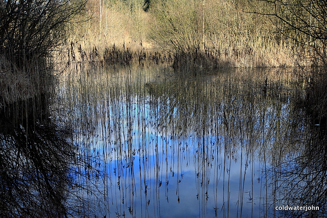 Reed Reflections