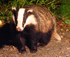 Badger Series