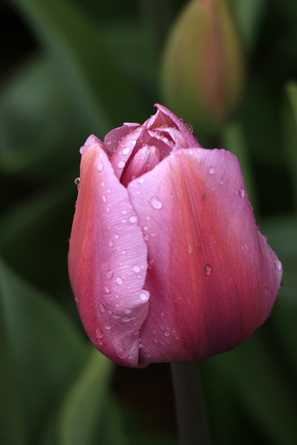 Tulip Tulip