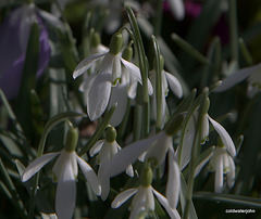 Courtyard Foray March 20th