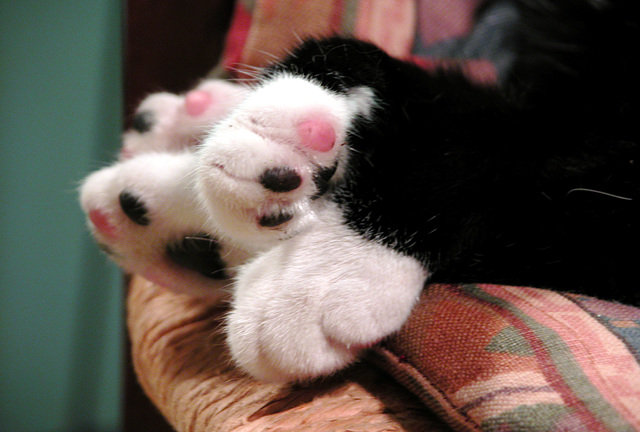 Black and pink toes of a cat