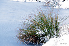 Green rushes, snow and ice 5268499025 o