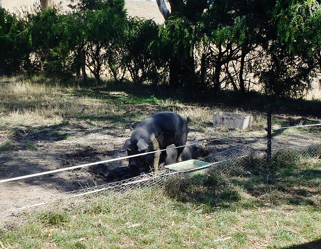 piggies in the wallow