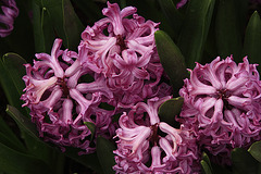 Hyacinths