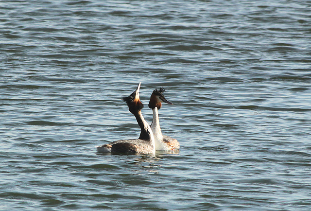 Great Crested Grebes Mating Dance