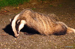 Badger Series