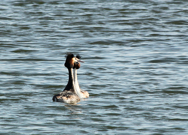 Great Crested Grebes Mating Dance